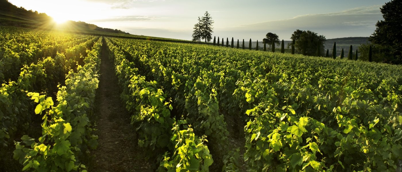 Santenay - Clos du Château